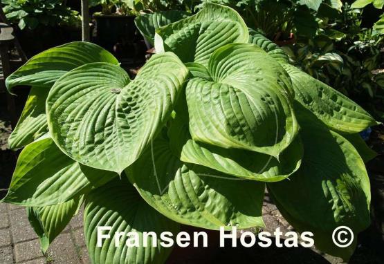 Hosta Corona